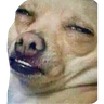 Perritos