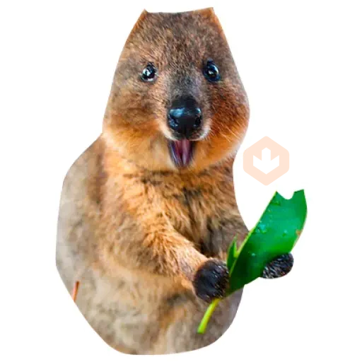 Quokkas, los Animales Más Felices del Mundo sticker 21