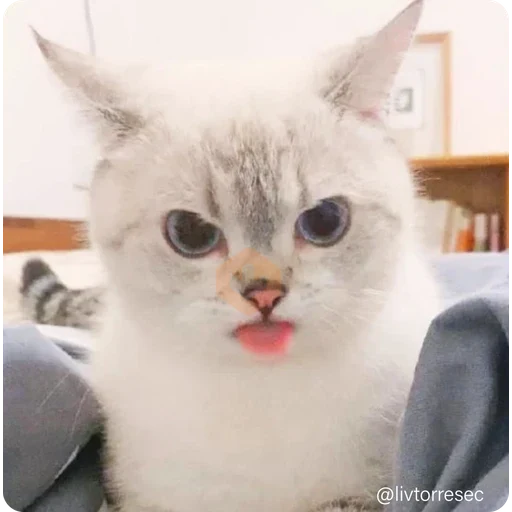 SURPRISE sticker 14