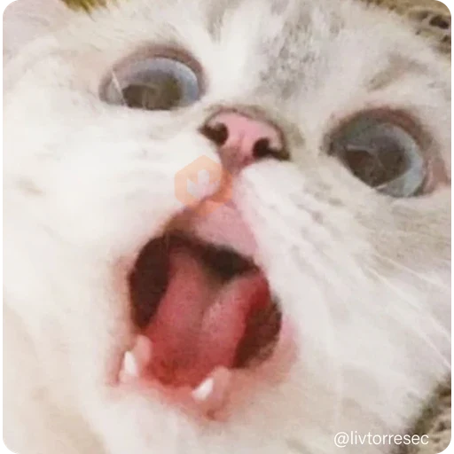 SURPRISE sticker 22