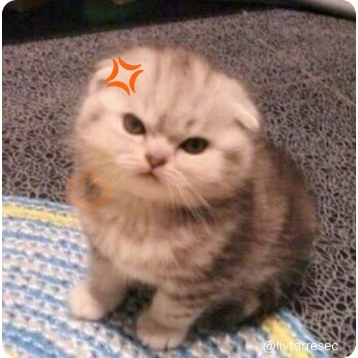 SURPRISE sticker 20