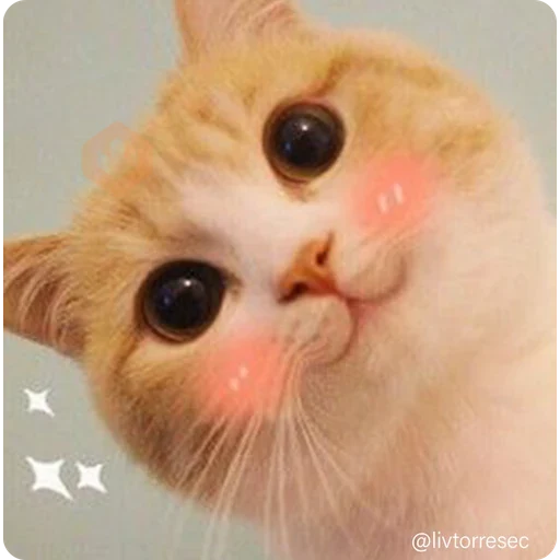 SURPRISE sticker 13