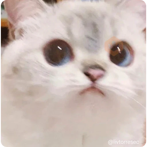 SURPRISE sticker 18