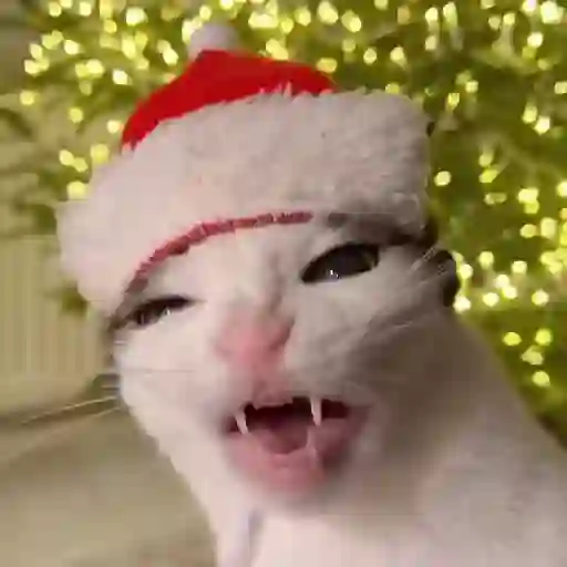TIKTOKeando 14
