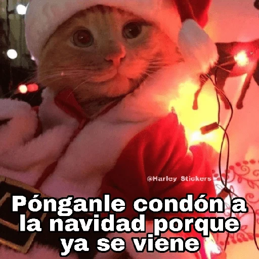 Gatitos Navidad