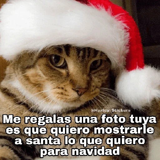 Gatitos Navidad
