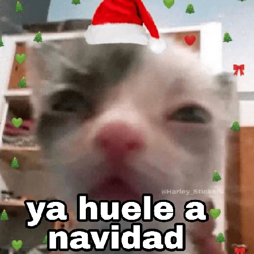 Gatitos Navidad