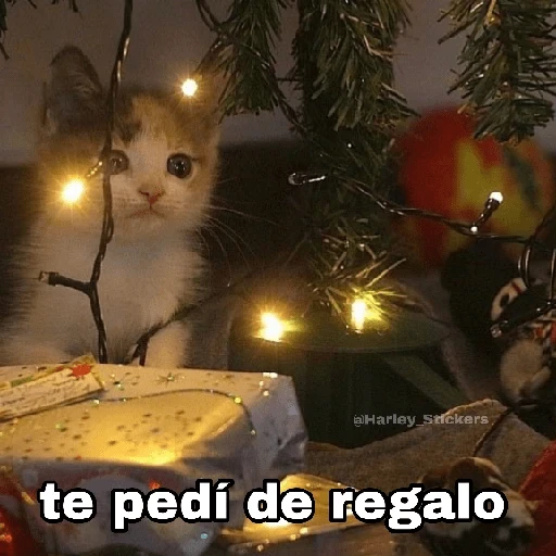 Gatitos Navidad
