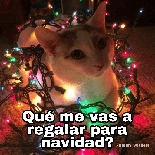 Gatitos Navidad