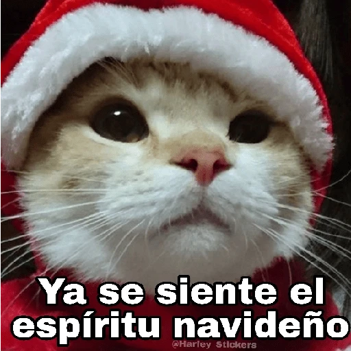 Gatitos Navidad