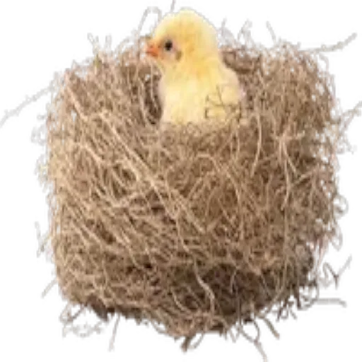Pascua 