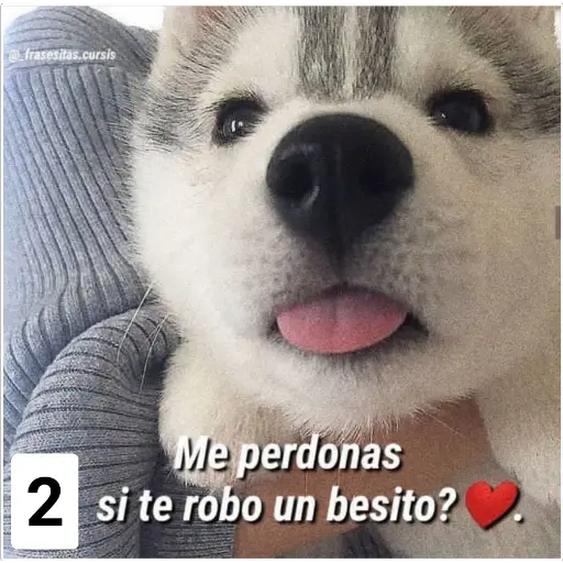 Secuencias de perritos 🐶 2 