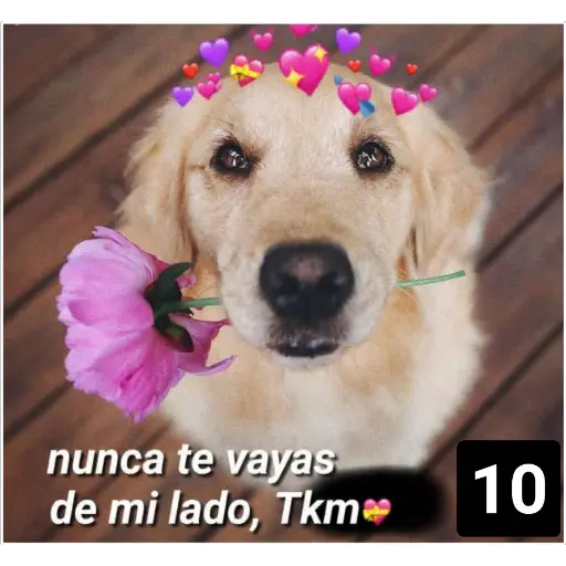 Secuencias de perritos 🐶 2 