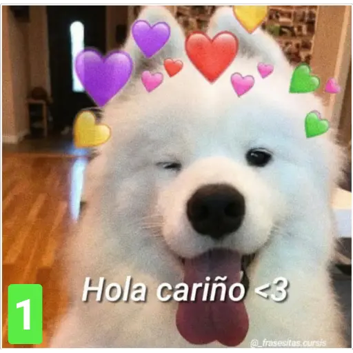 Secuencias de perritos 🐶 2 
