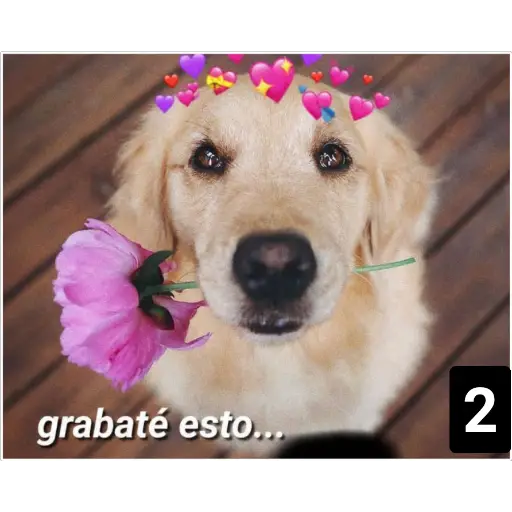 Secuencias de perritos 🐶 2 
