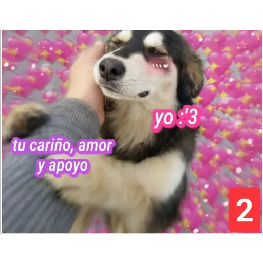 Secuencias de perritos 🐶 2 