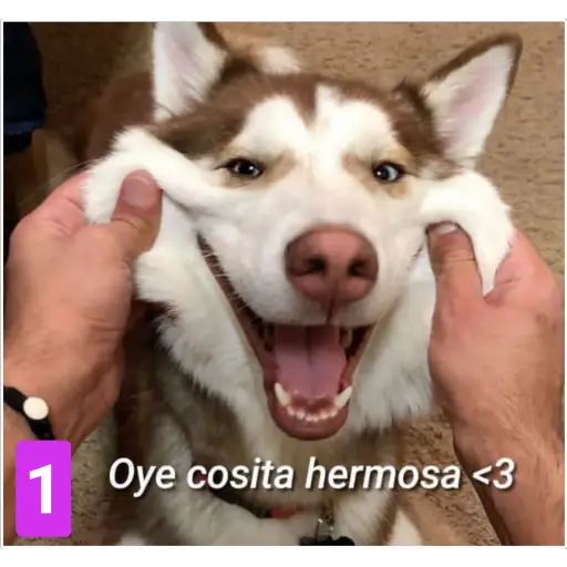 Secuencias de perritos 🐶 2 