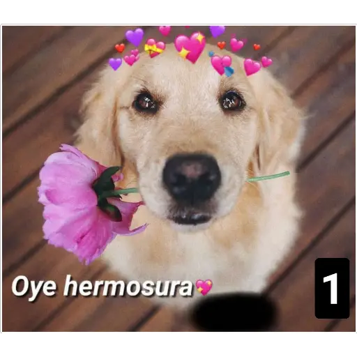 Secuencias de perritos 🐶 2 