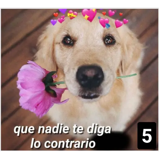 Secuencias de perritos 🐶 2 