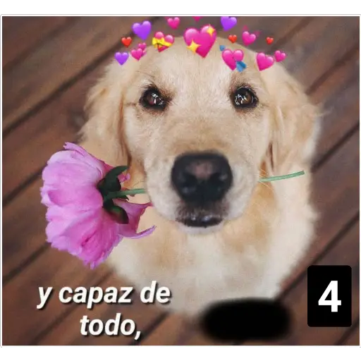 Secuencias de perritos 🐶 2  preview
