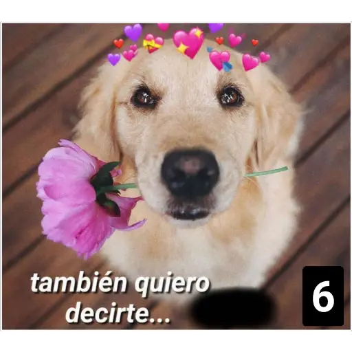 Secuencias de perritos 🐶 2 