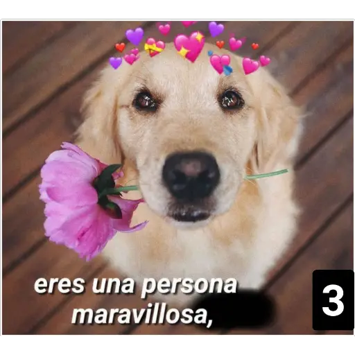 Secuencias de perritos 🐶 2 