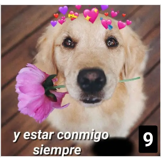 Secuencias de perritos 🐶 2  preview