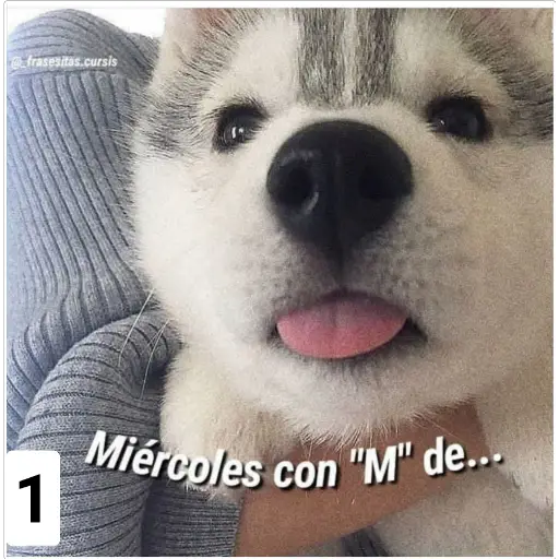 Secuencias de perritos 🐶 2 
