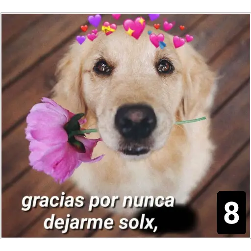 Secuencias de perritos 🐶 2 
