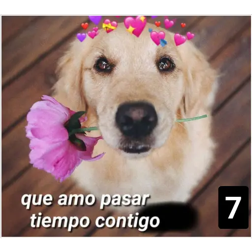 Secuencias de perritos 🐶 2 