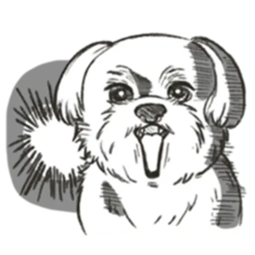cute dog Maltese 