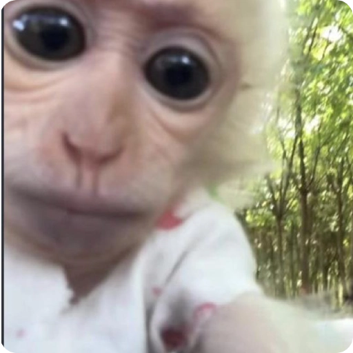 Monos Divertidos