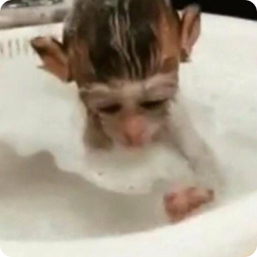 Monos Divertidos