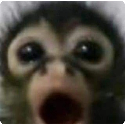 Monos Divertidos