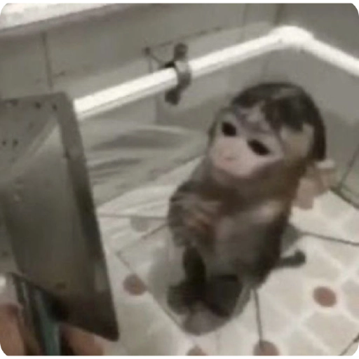 Monos Divertidos