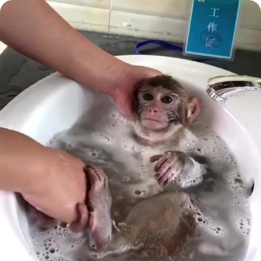 Monos Divertidos