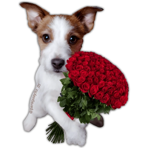 Ramo Buchón 🌹💐
