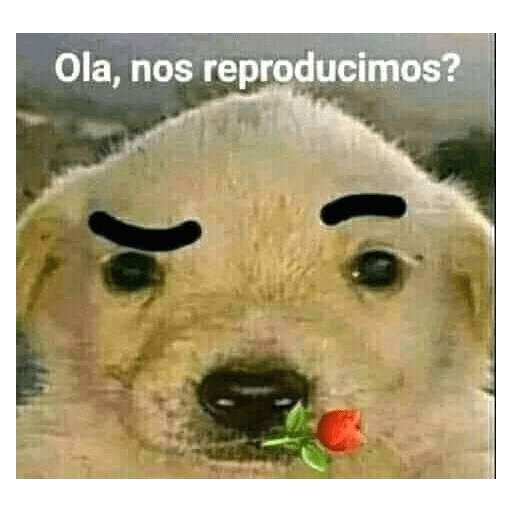 Memes para responder 🤪 preview