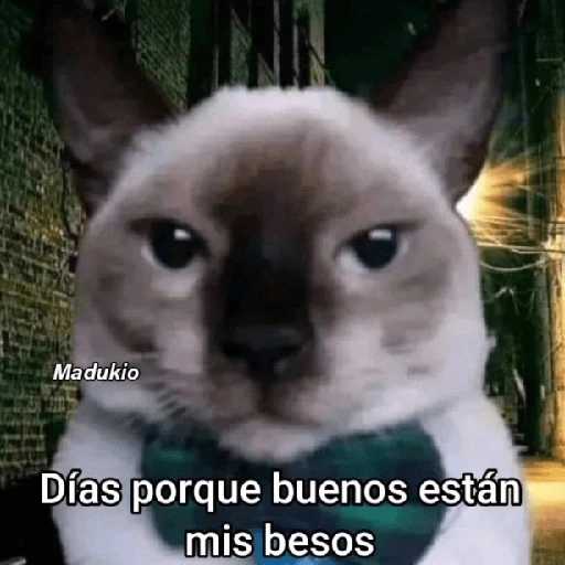 Memes Respuestas 2