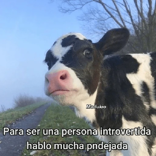 Memes Respuestas 2
