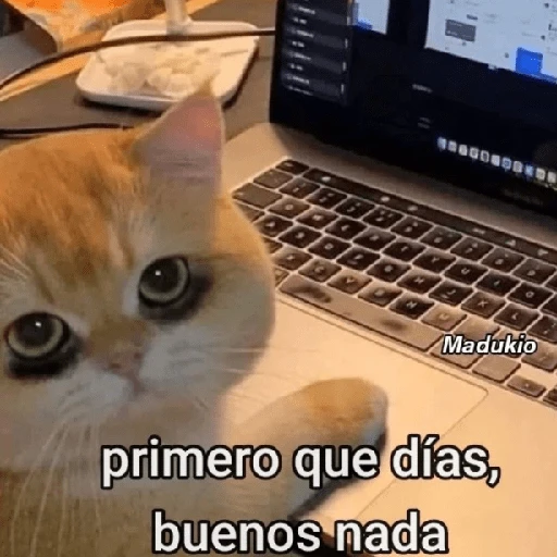 Memes Respuestas 2 preview