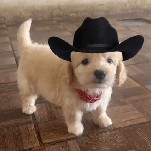 Mami, soy tu vaquero 🤠
