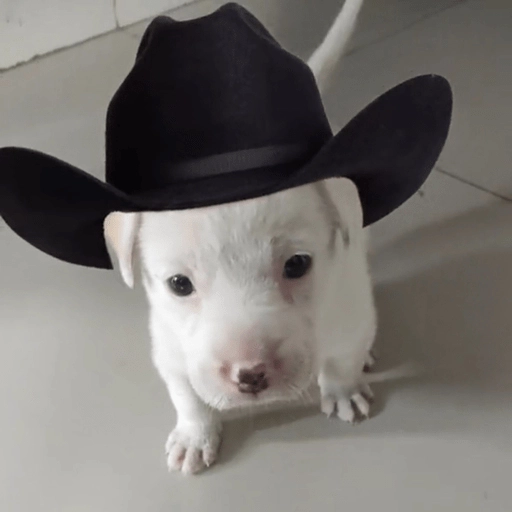 Mami, soy tu vaquero 🤠