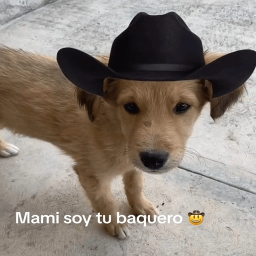 Mami, soy tu vaquero 🤠