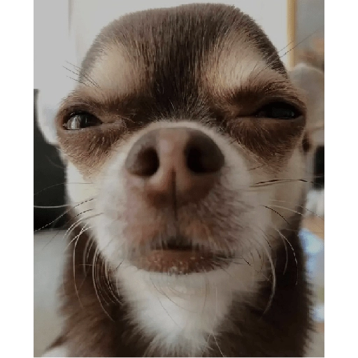 Estoy Loco 😜