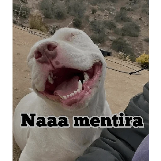 Estoy Loco 😜