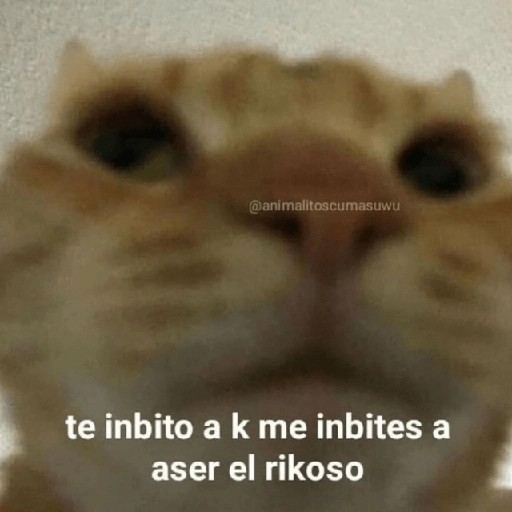 Memes para ligar 4 🔥🥵