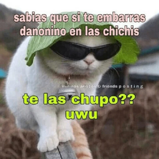 Memes para ligar 4 🔥🥵
