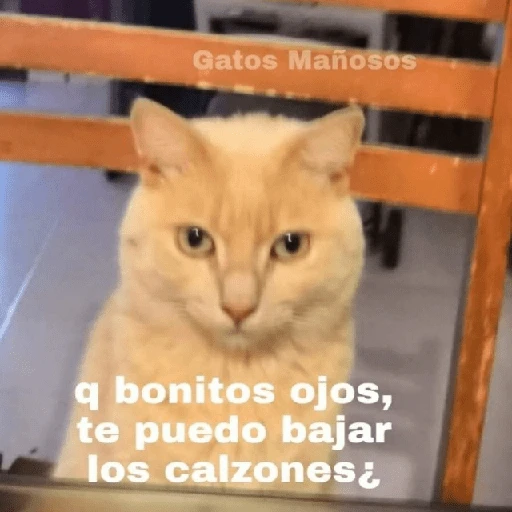 Memes para ligar 4 🔥🥵