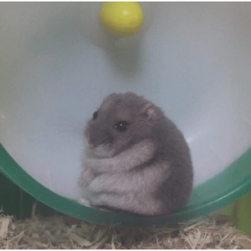 Hamsters